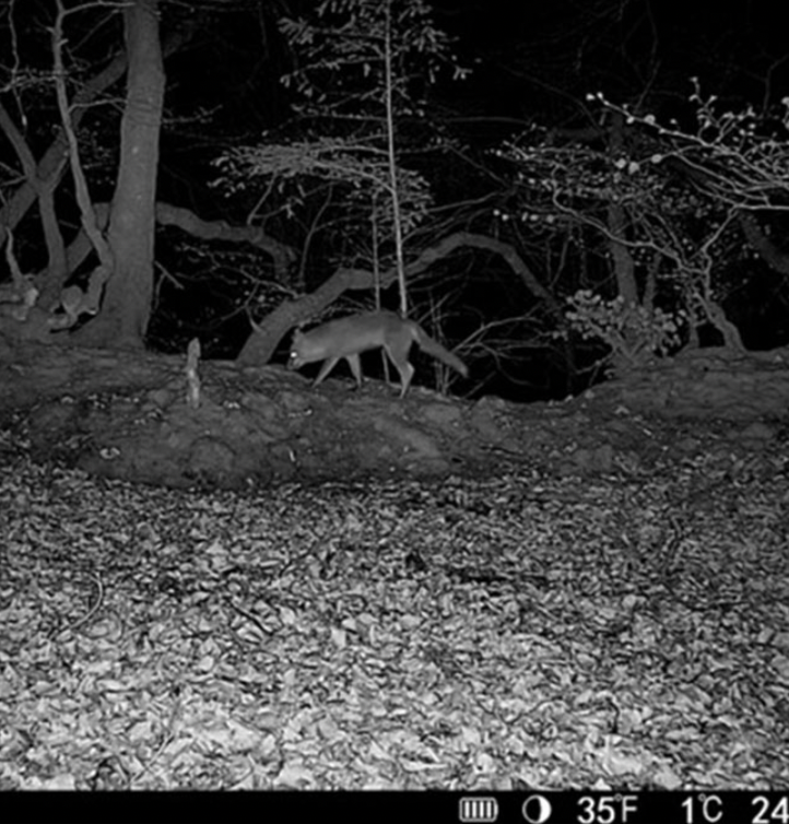 HIKMICRO M15 Trail Camera